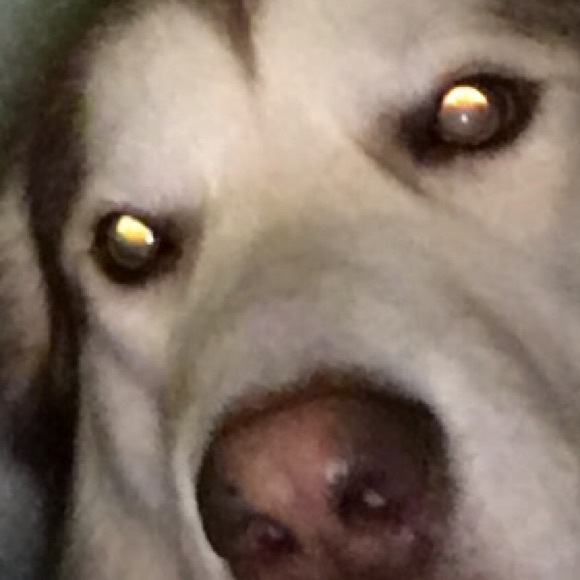 Meet your Posher, Omari - Picture 1 of 1